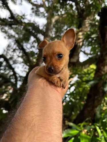 Canil Pinscher miniatura macho pronto entrega até 10 parcelas no cartão c pedigree
