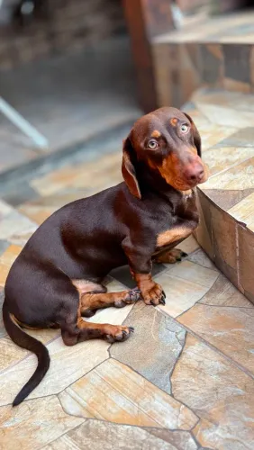 Filhote de dachshund macho 6 meses de vida