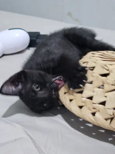 Gatinho de 2 meses