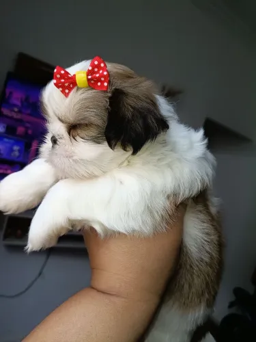 Fêmea shih tzu Rio de janeiro