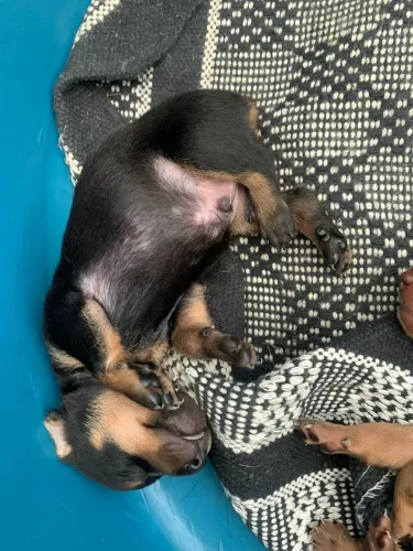 Pinscher macho 
