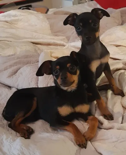 Filhotes De Pinscher - Se Prepara Para A Explosão De Fofura Que Vai Invadir Sua Casa