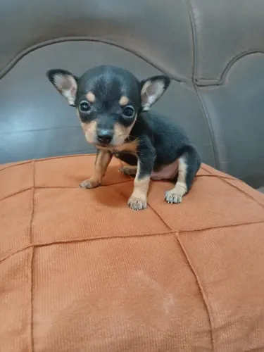 Pinscher fêmea 0