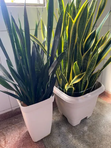 Combo plantas Espadas-de-São-Jorge Rubro+Amarela