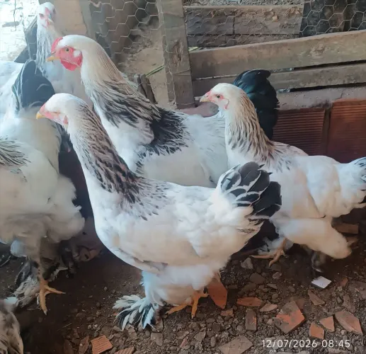 Frangos e frangas brahma