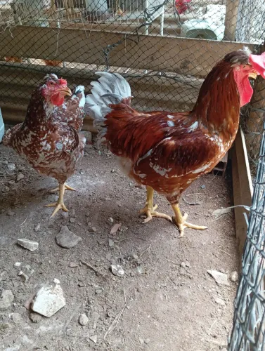 Casal GSB(famosa galinha pintadinha)