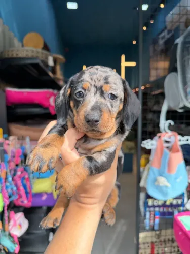 Dachshund arlequim macho