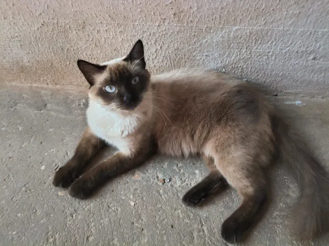 Gata castrada para adoção