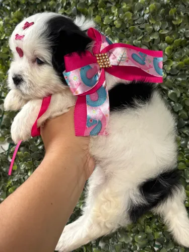 Shihtzu fêmea ENTREGA IMEDIATA