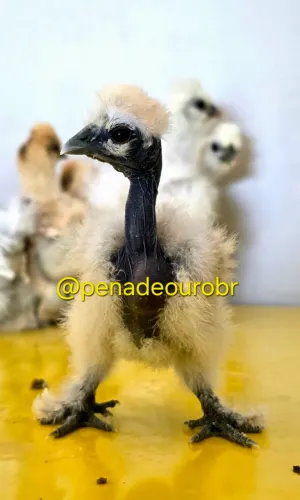 Pintinhos de galinha sedosa showgirl