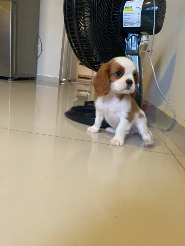 Cavalier king charles filhotes a pronta entrega