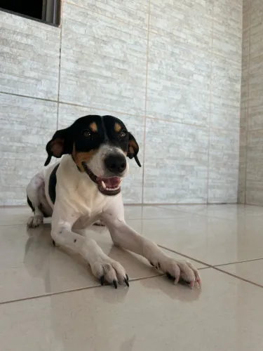 Adoção responsável