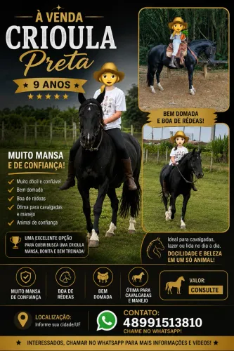 Égua crioula preta