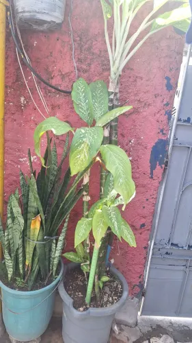 Plata comigo ninguém pode