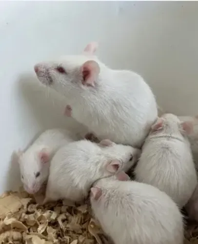 Hamster Sírio