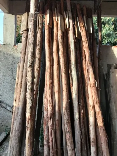 Eucalipto