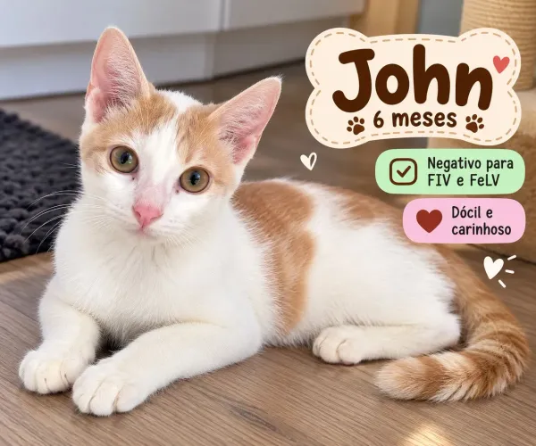 Gatinho dócil filhote lindo para adoção