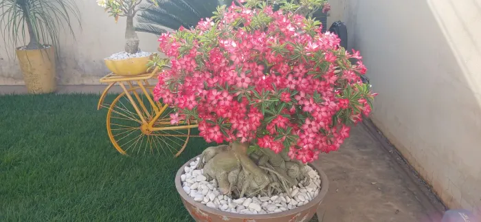 Vendo Rosa do deserto gigante, florida e linda.