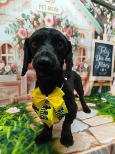 Adoção: Poodles amorosos