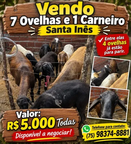 Ovelhas e Carneiro
