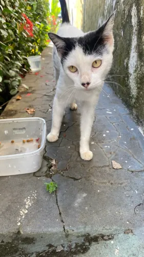 Gatinha pra adoção 