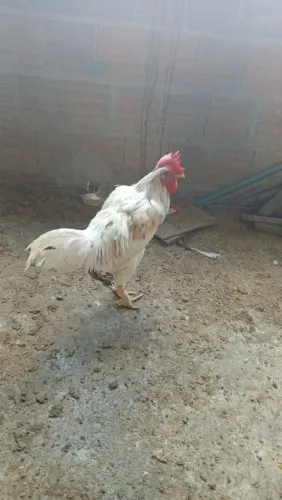 Frangos vermifugados