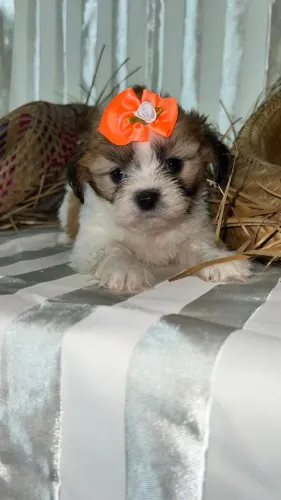 Shih Tzu lindo disponível agora