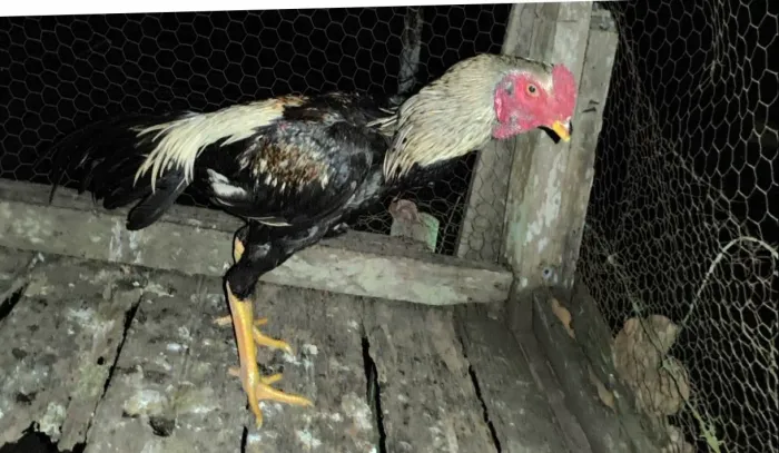 Vendo 2 galos indianos