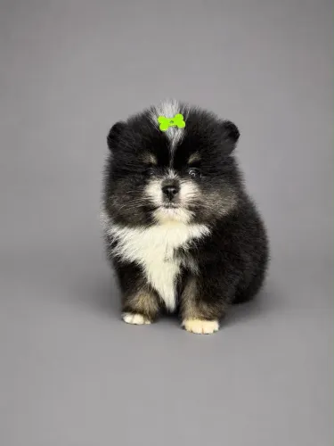 Lulu da pomeranea