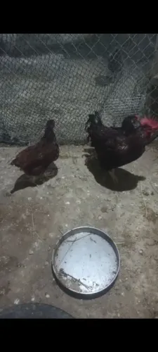Ovos galados rodhie Island red padrão americano