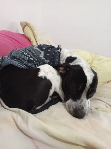 Doação de Pitbull com vira lata 