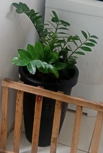 Zamioculca linda sem o vaso 