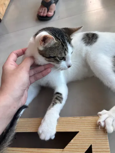 Gato castrado carinhoso 
