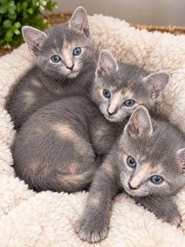 Russian blue com Angorá