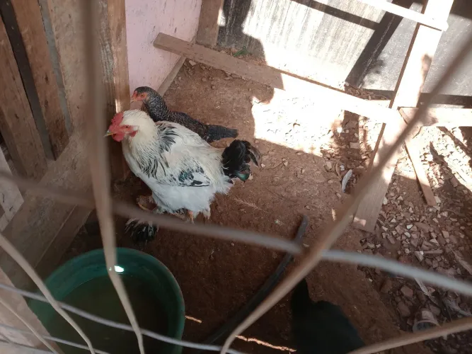 Vendo 4 galinha caipira e galo Brahma 