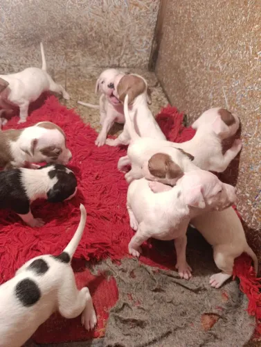 Filhotes de Pit Bull 