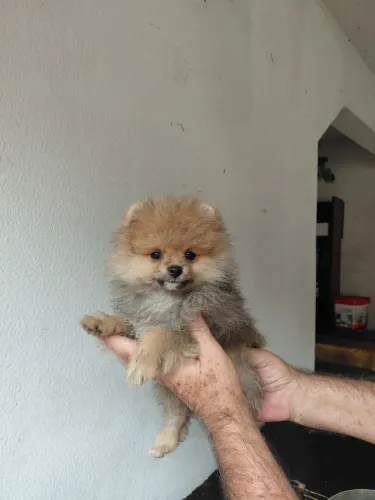 Spitz alemao anao Laranja macho ou fêmea com pedigree