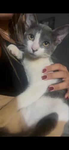 gato filhote cinza para adoção responsável 