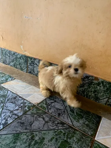Cachorro Shih tzu
