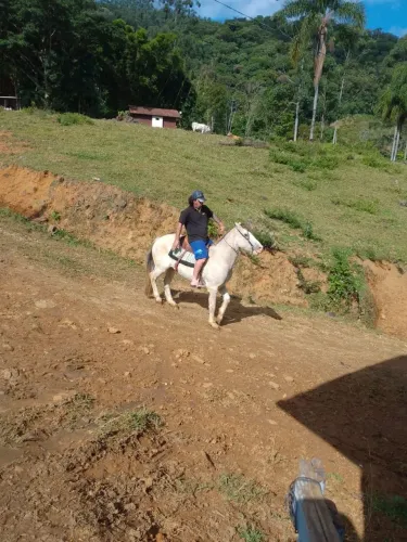 Vendo ou troco cavalos domados e perfeito para montaria