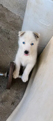 ? Filhotes de Husky Siberiano Disponíveis ?