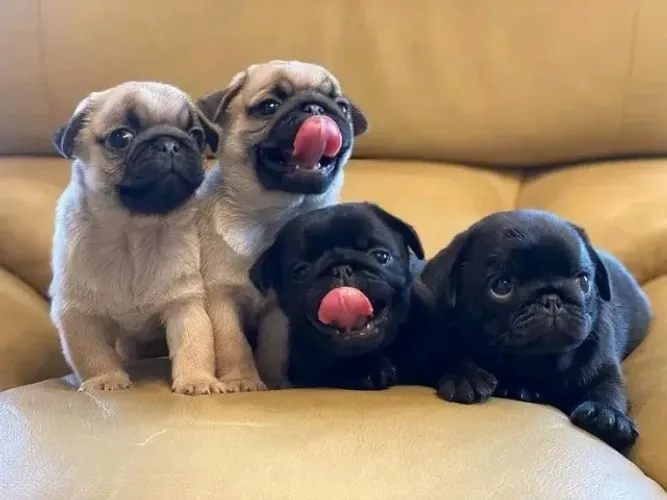 Pugs 100% puros 