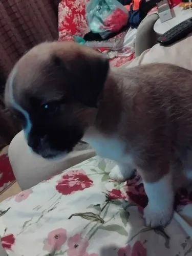 Filhotes de Shih tzu