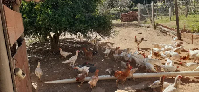 Imóvel para venda possui 72600 metros quadrados com 3 quartos em Area Rural de Cajuru - Ca