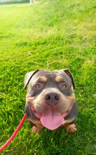American bully - para Cobertura (cruza ou inseminação)