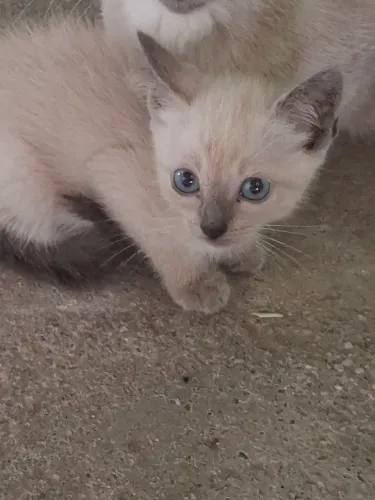 gatinhos para adoção 