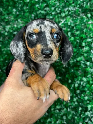 Filhotes de Dachshund Disponíveis