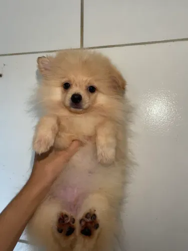 Lindo lulu
