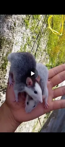 Ratos Twister RATO DE LABORATÓRIO HAMSTER RATO BRANCO NEONATOS