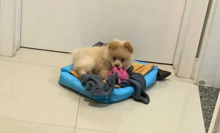 Pet Lulu da Pomerânea